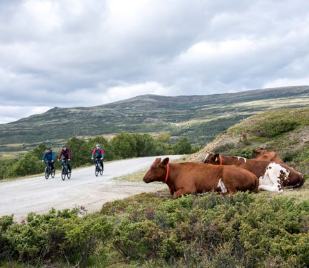 Sykkeltur på Dovrefjell | Cycling Round Trip at Mount Dovre | Discover Norway