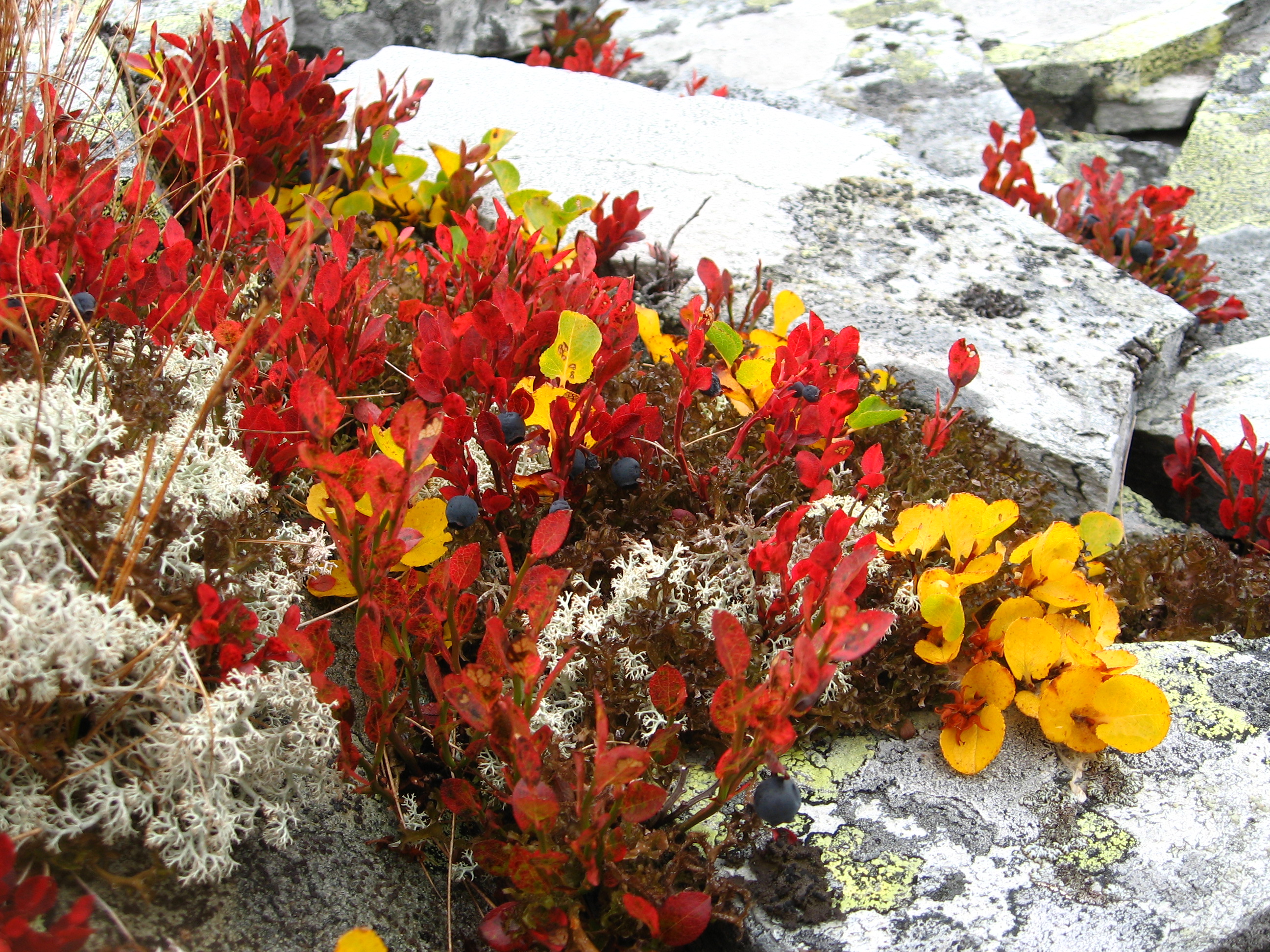 Fjelltur i høstfarger - Rondane med Discover Norway