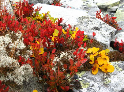 Fjelltur i høstfarger - Rondane med Discover Norway